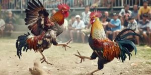 Đá gà cựa sắt